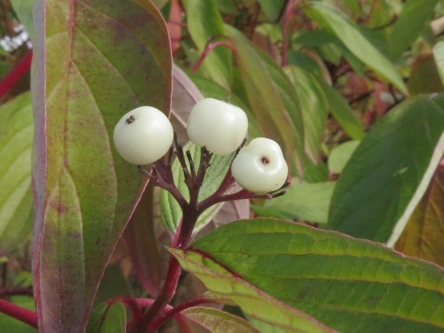 Svída výběžkatá 4