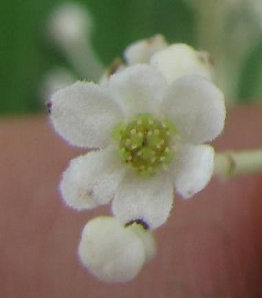 Nectandra 3