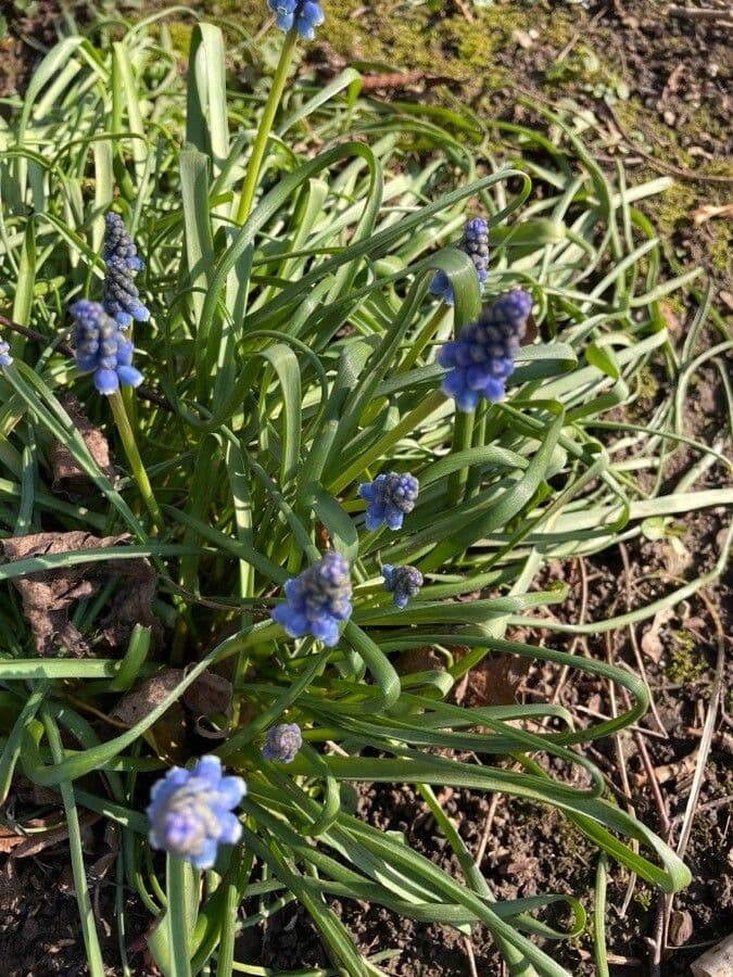 Muscari azzurro 11