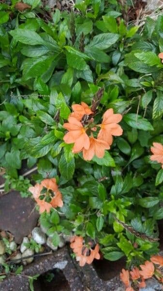 Crossandra 14