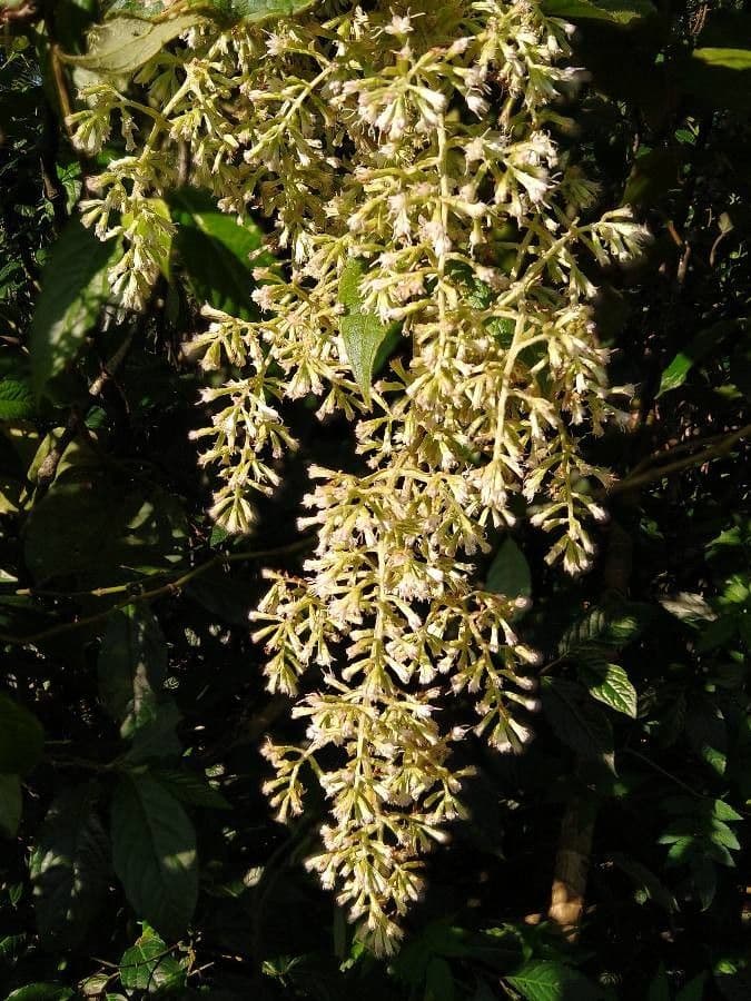 Cestrum 10
