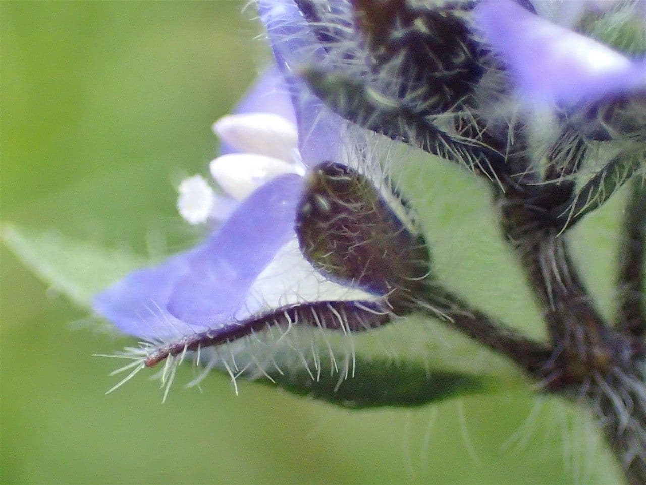 Veronica alpina 6