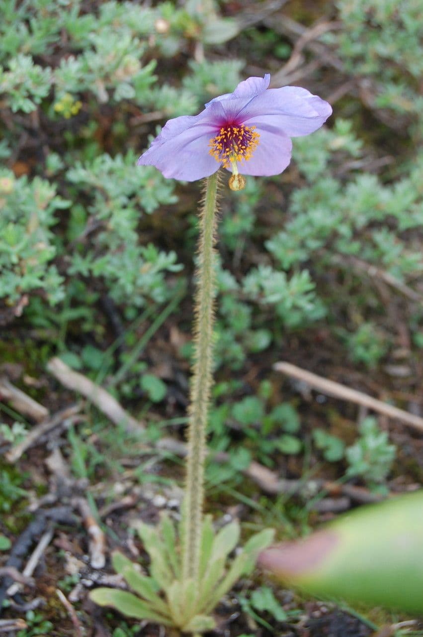Meconopsis 8
