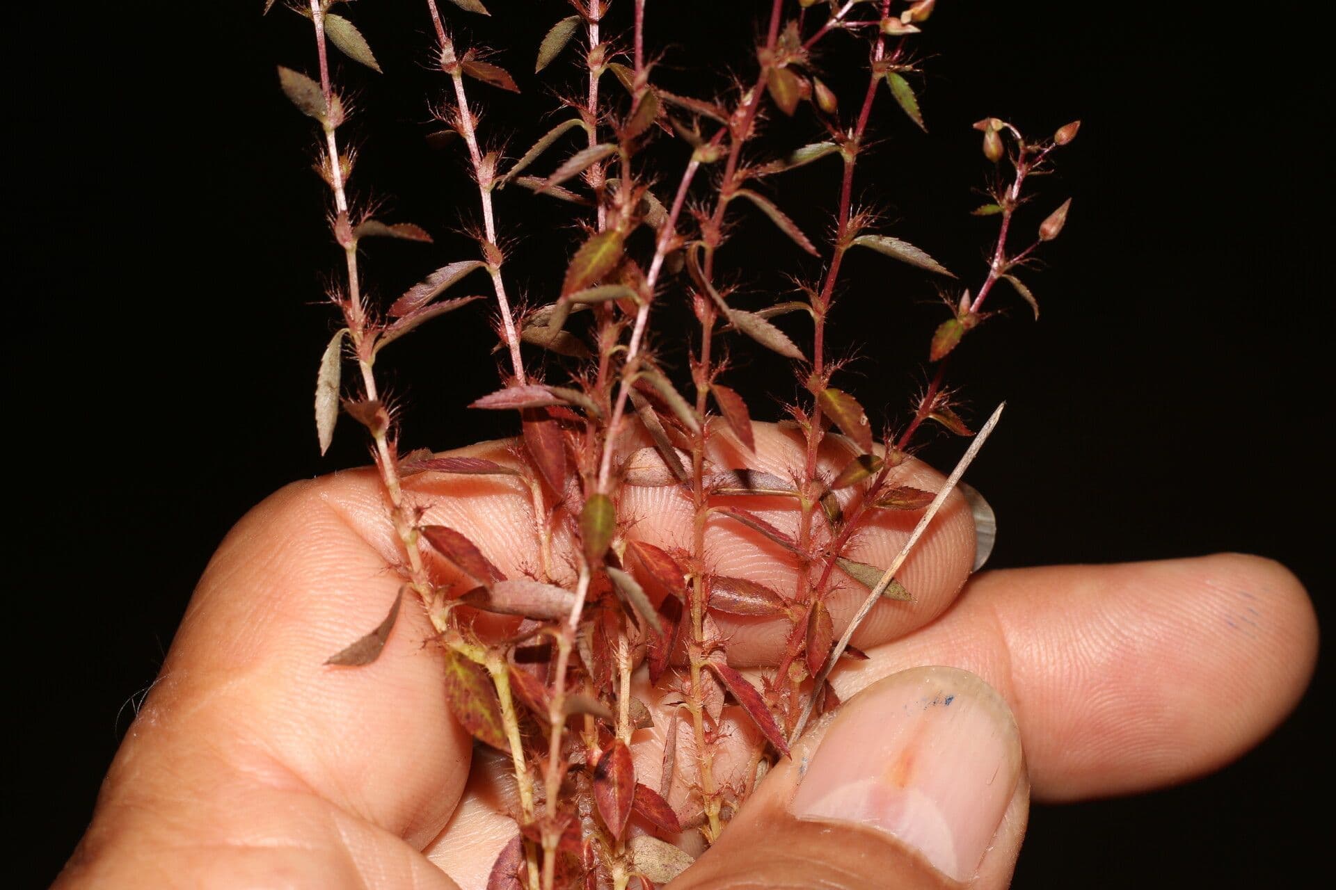 Sauvagesia 7