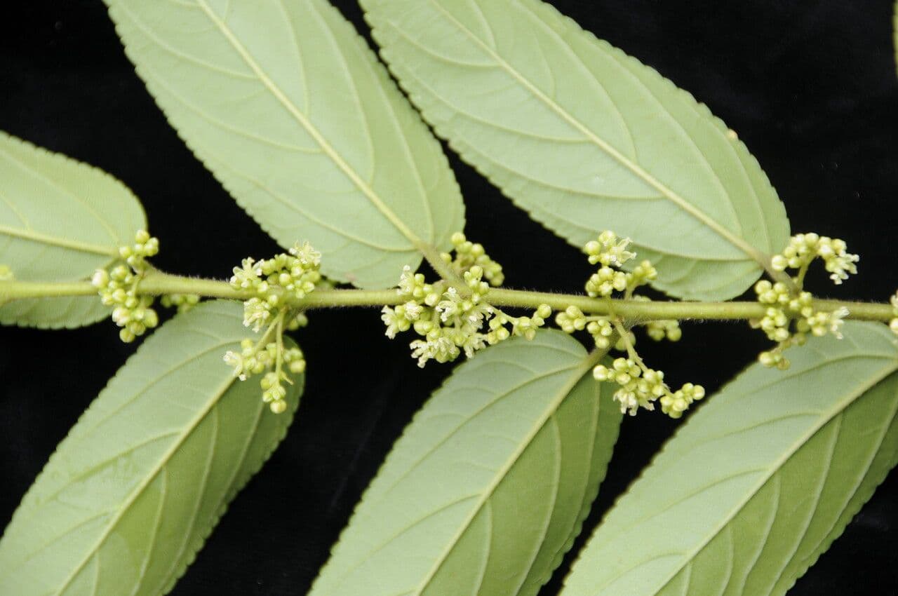 Trema canapa 5