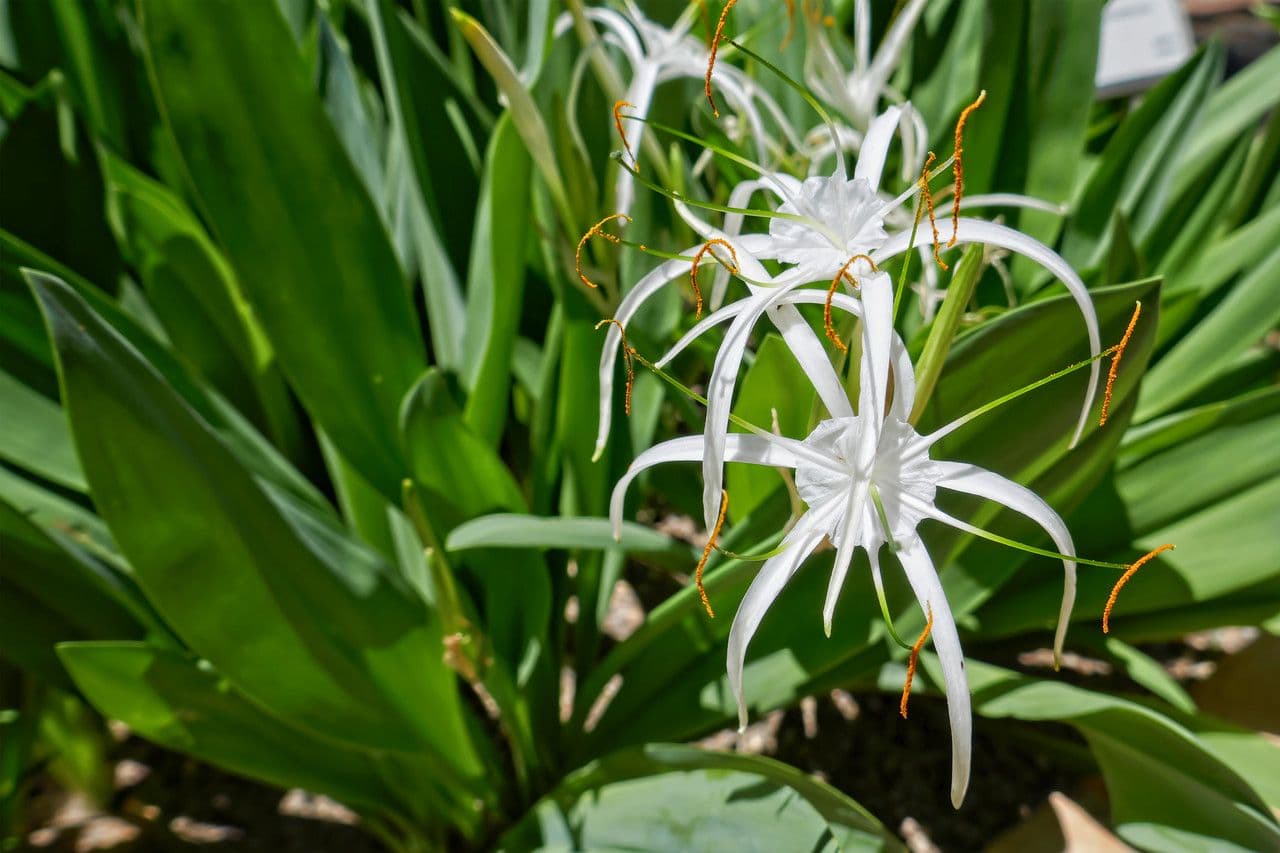 Hymenocallis 4