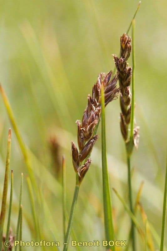 Lisca compressa 5