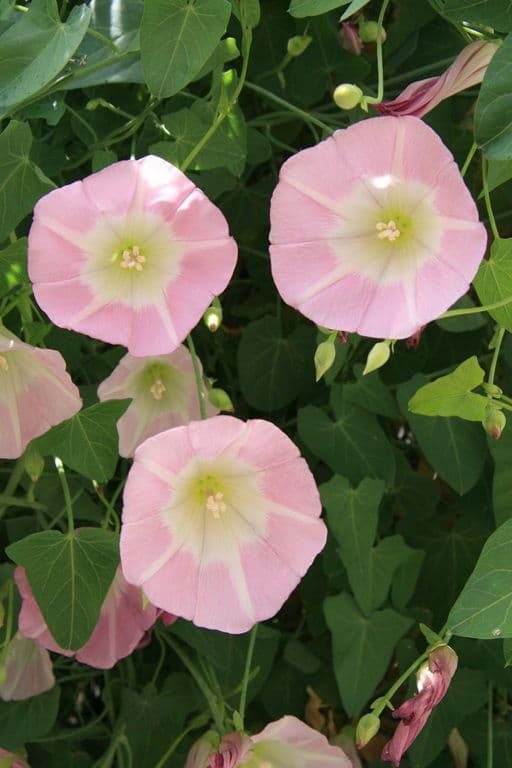 Calystegia porpora 3