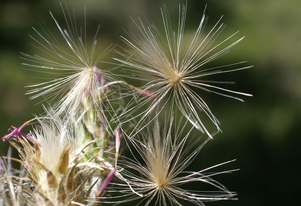 Cardo saettone 2