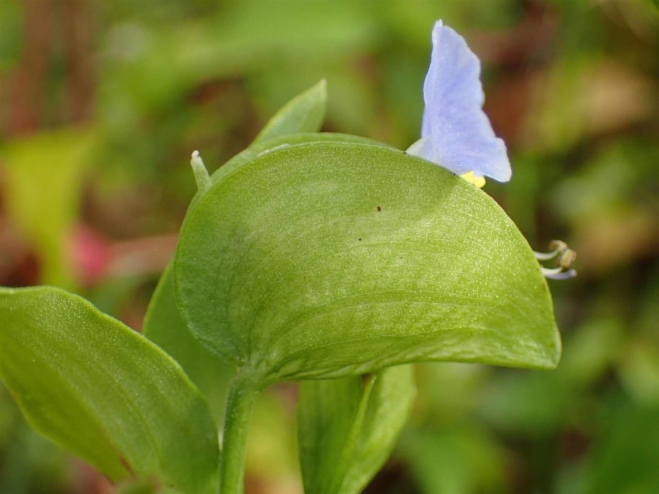 Commelina comune 2