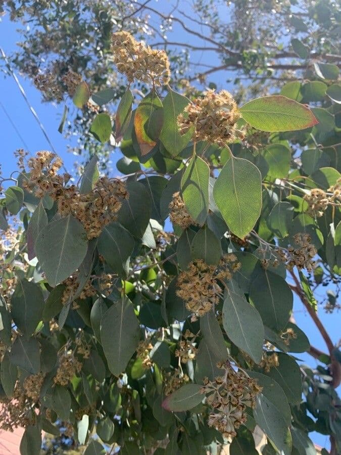 Vielblütiger Eukalyptus 5