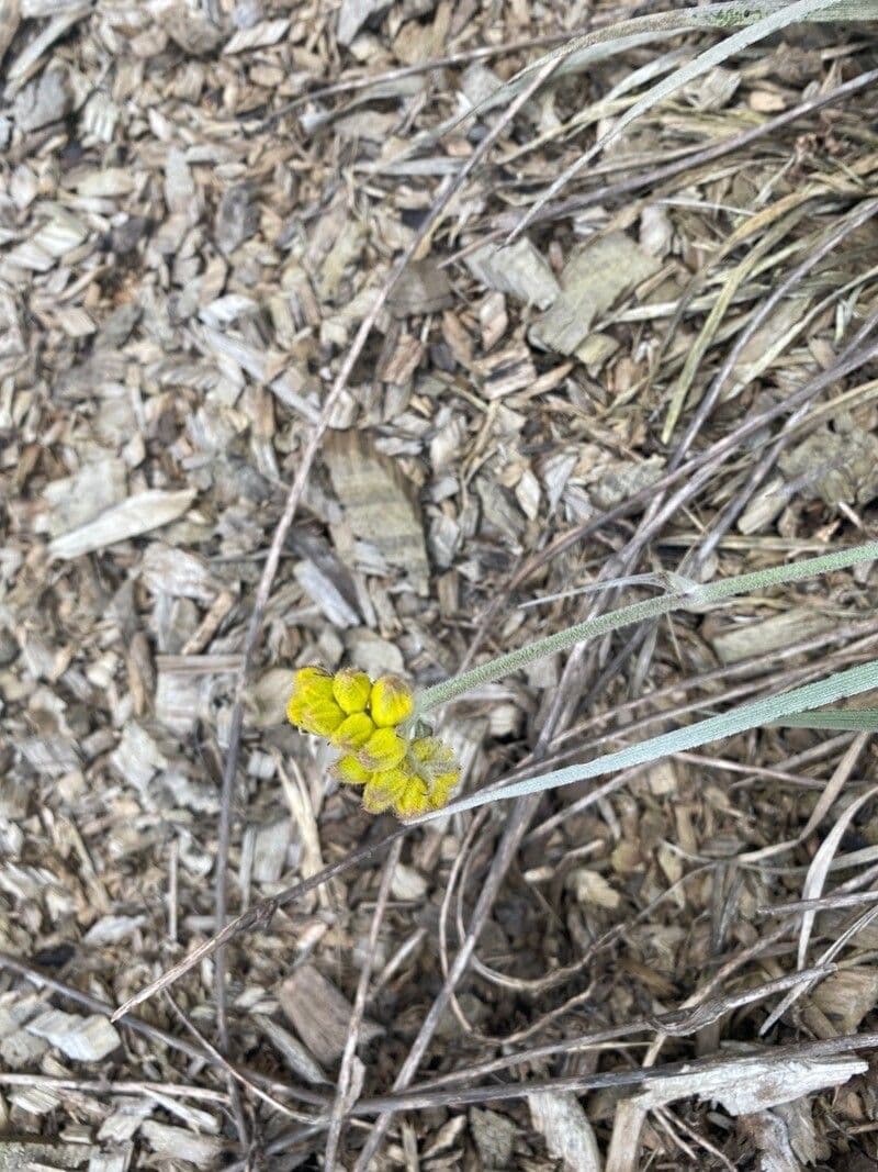 Conostylis 2