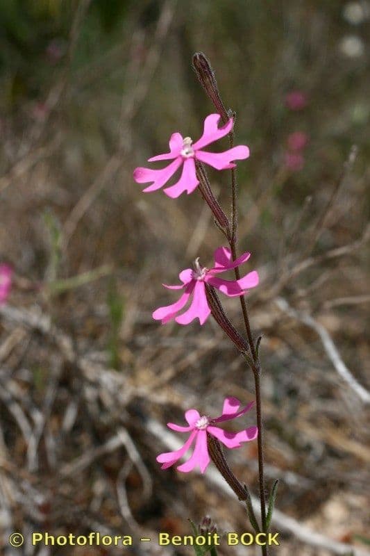 Silene 13
