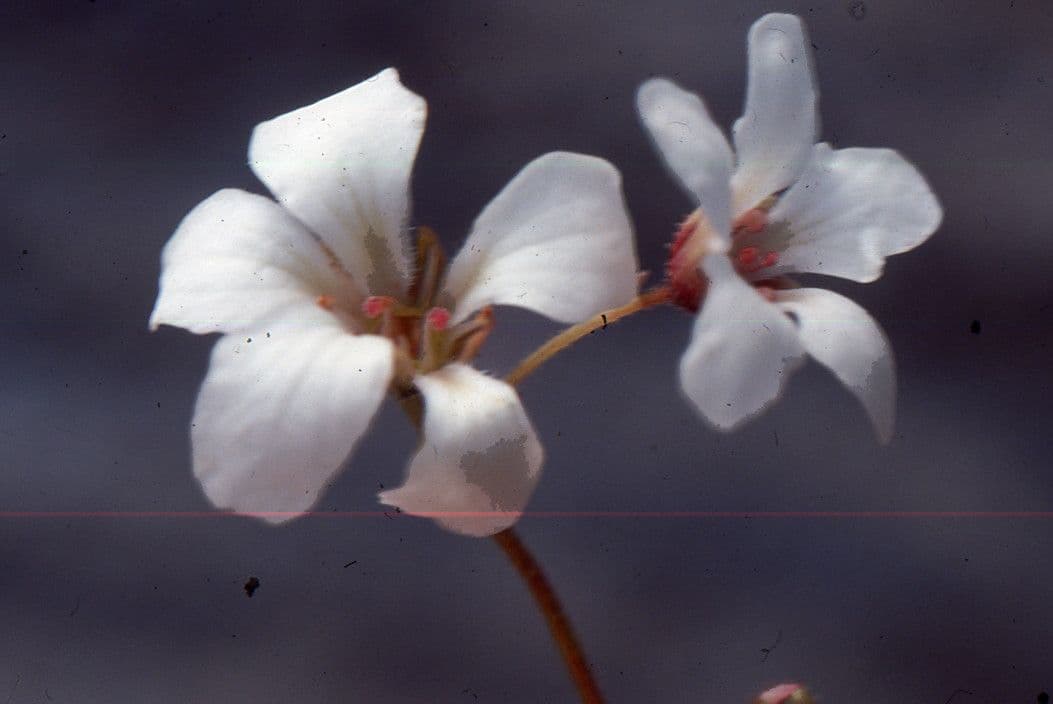 Sassifraga cotiledone 3