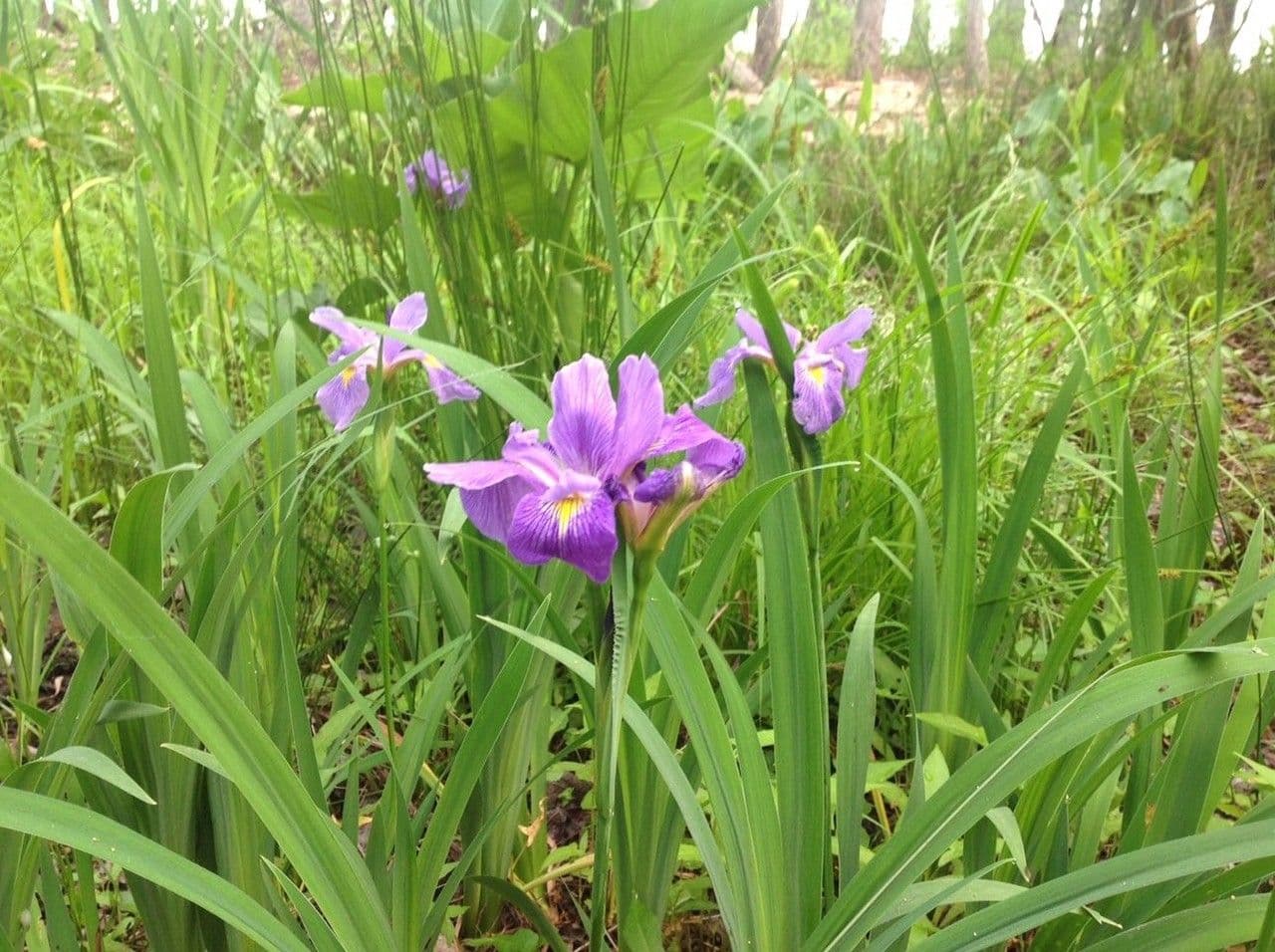 Iris 9
