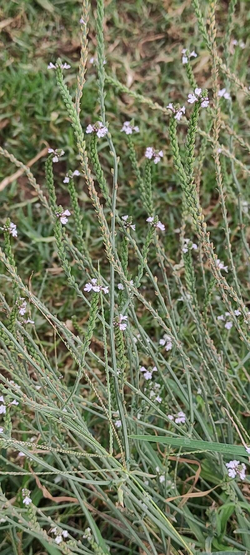 Verbena comune 13