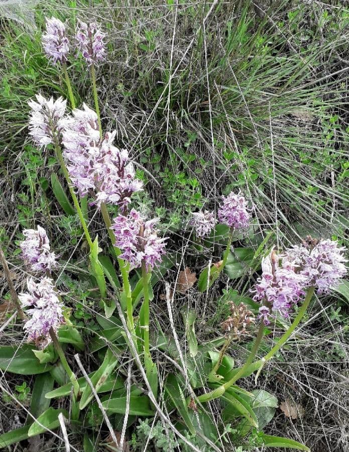 Orchide scimmia 8