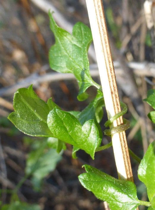 Clematide pipestem 18