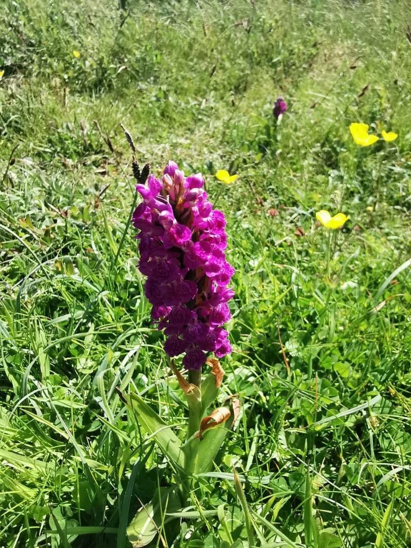 Orchidea palustre purpurea 3