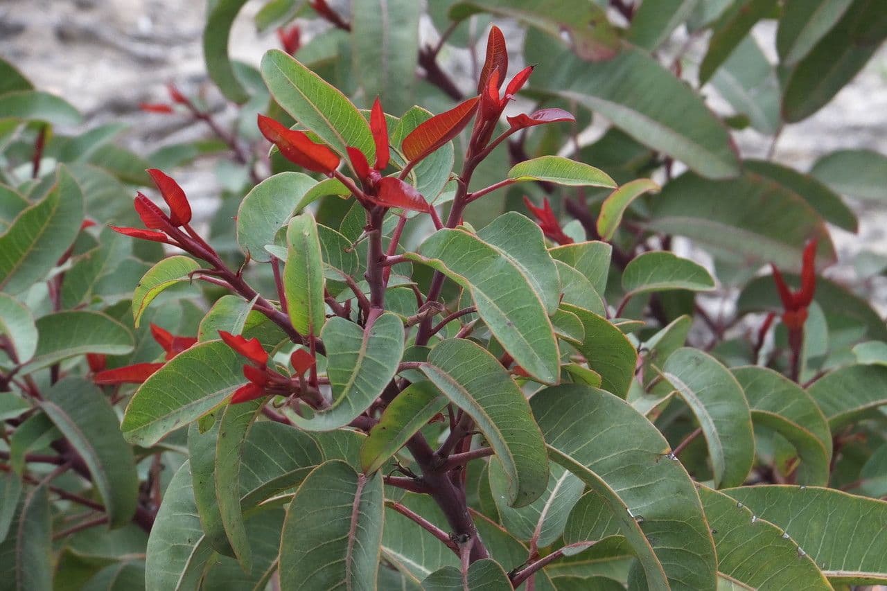 Malosma 16