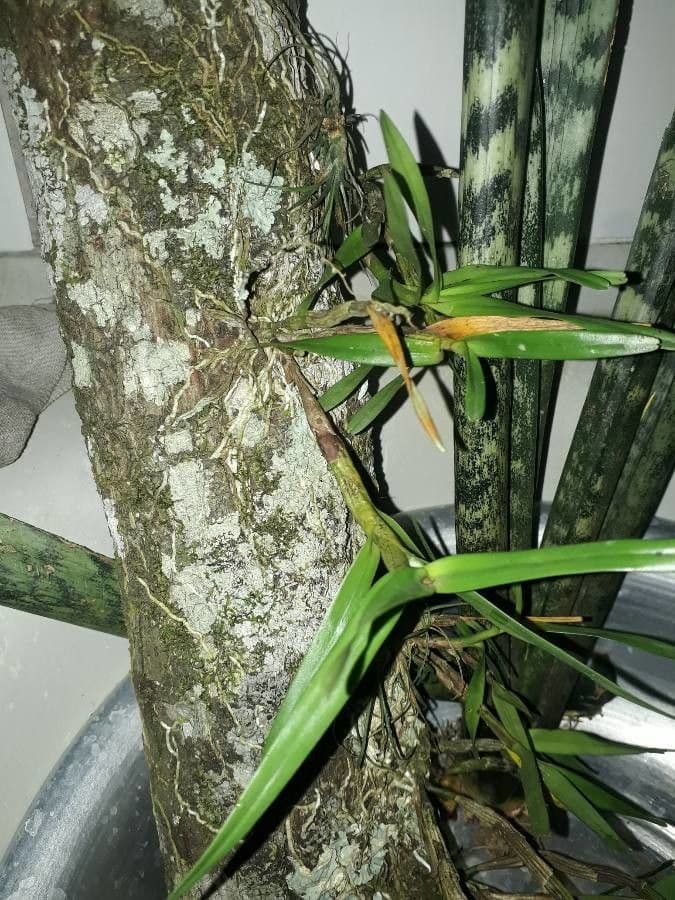 Encyclia 14