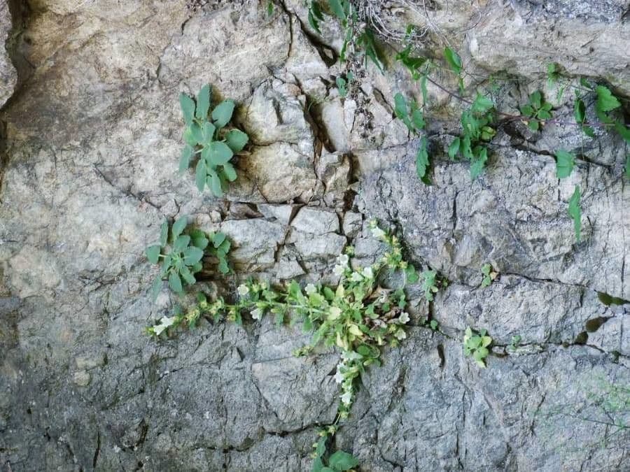 Campanula lanata 8