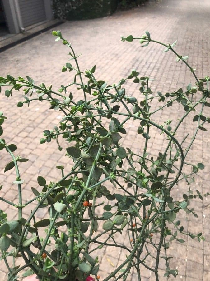 Solanum villosum 17