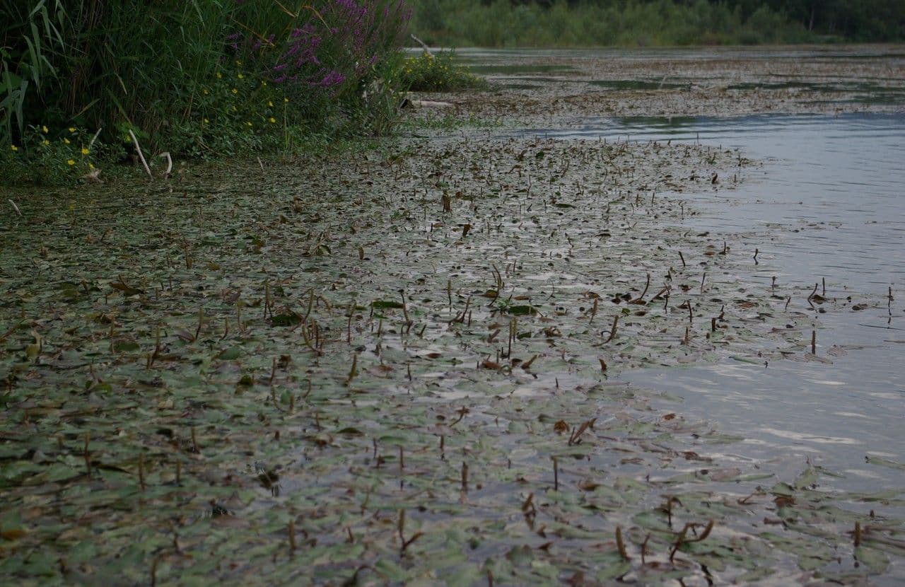 Potamogeto natante 23