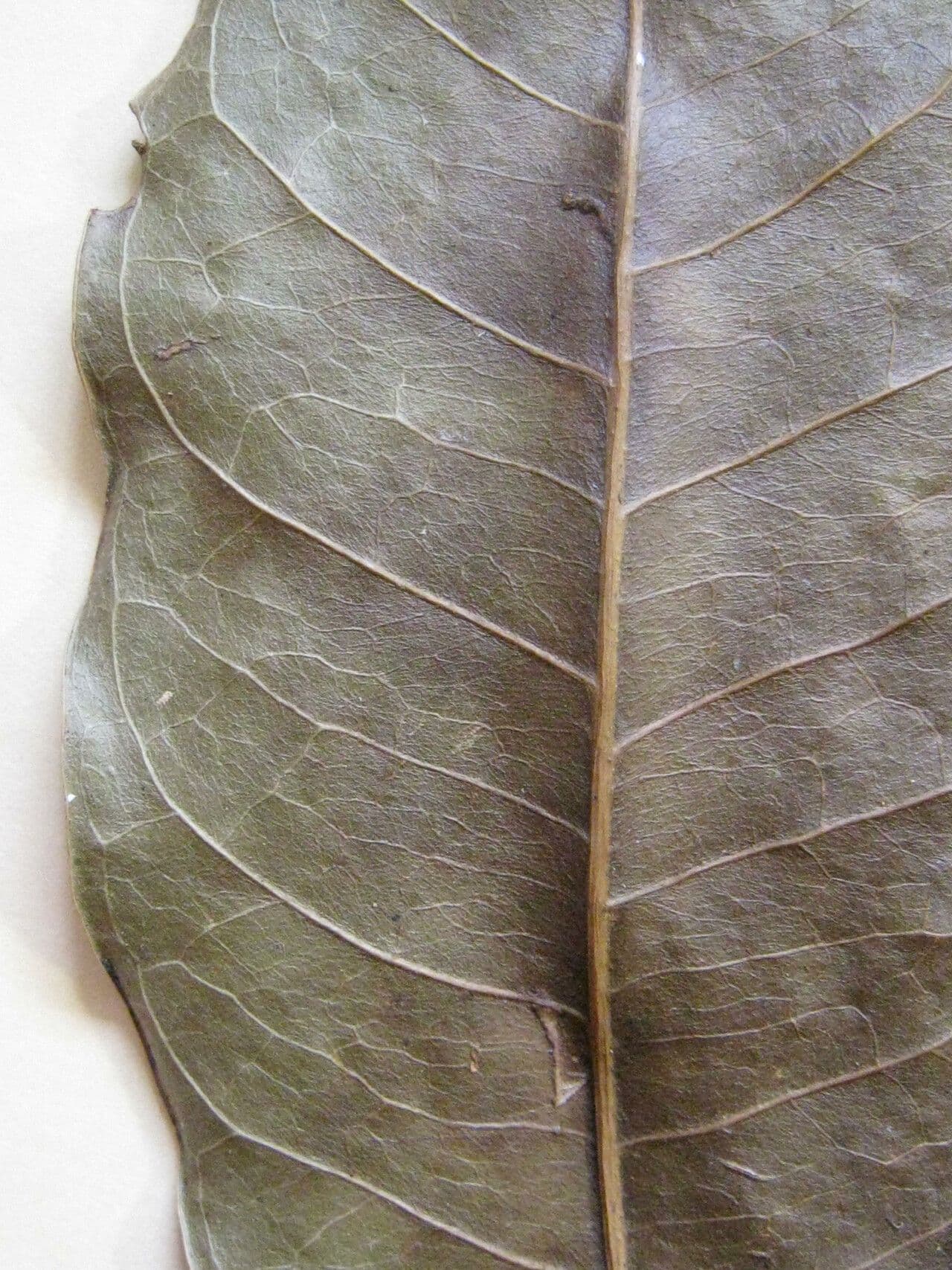 Dodecastigma 8