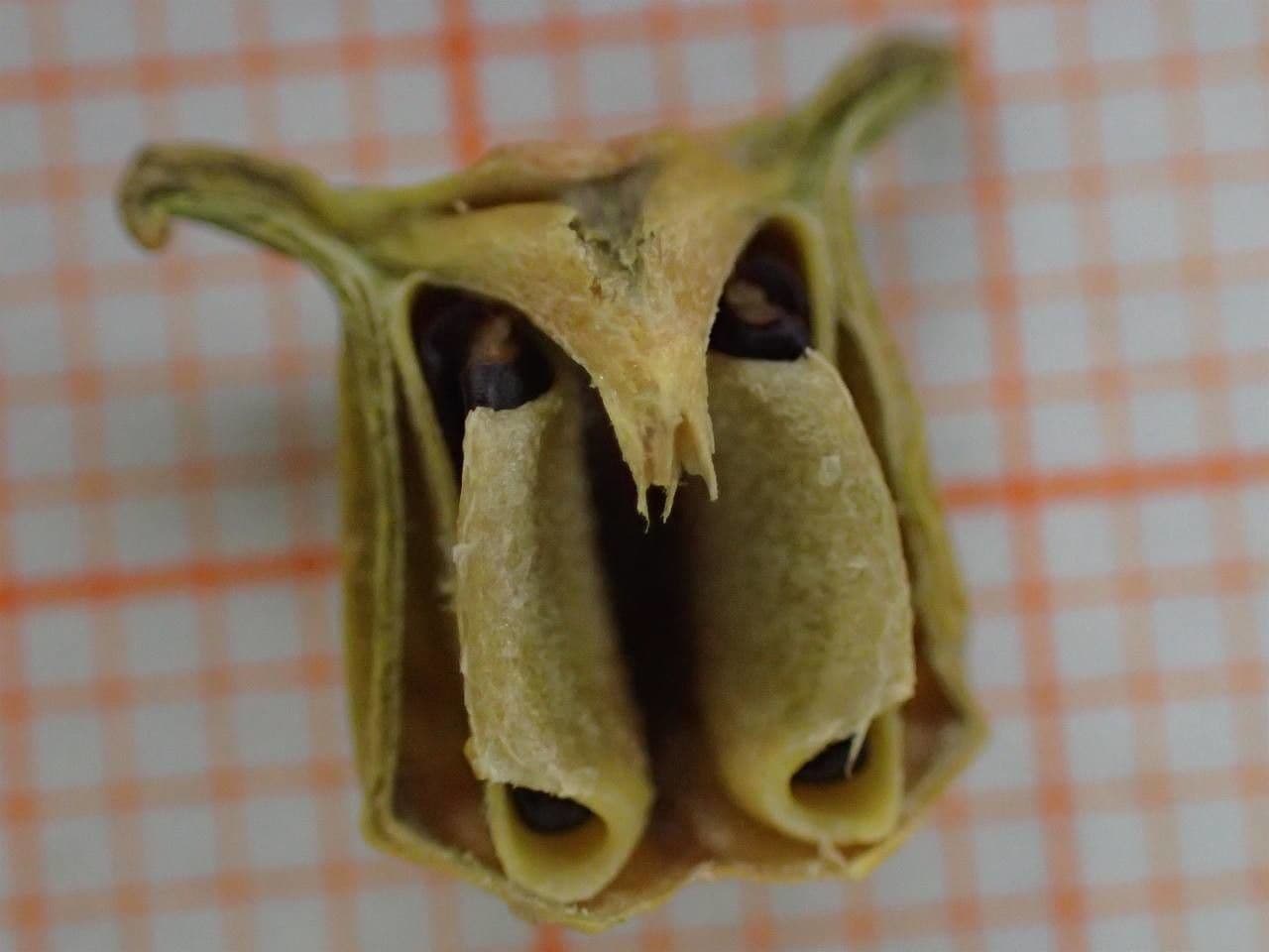 Bosso sempreverde 29