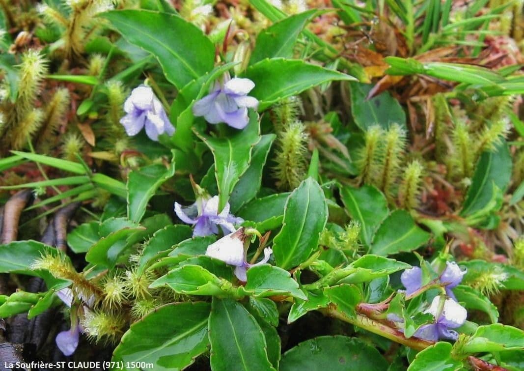 Viola stipularis 2