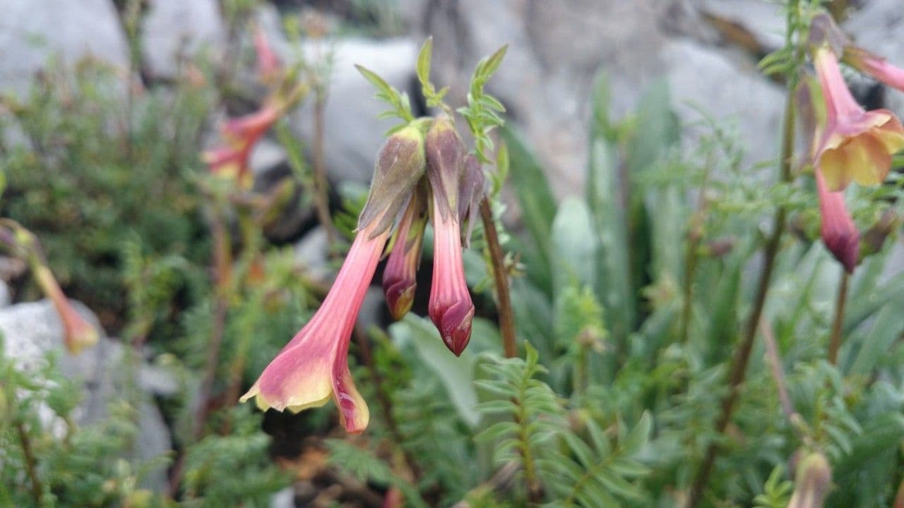 Polemonio paucifloro 5