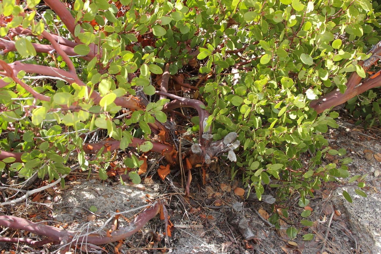 Arbutus patula 12