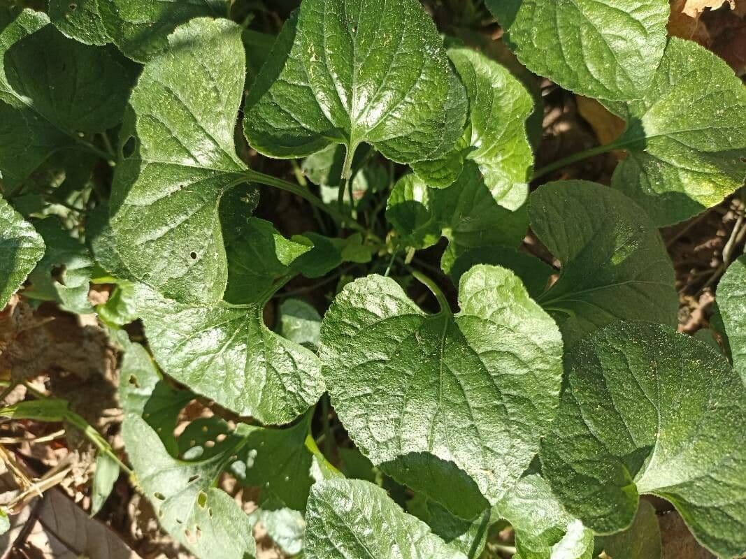 Viola mirabile 17