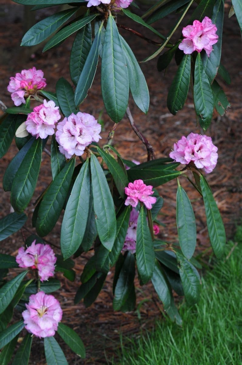 Rododendro 10