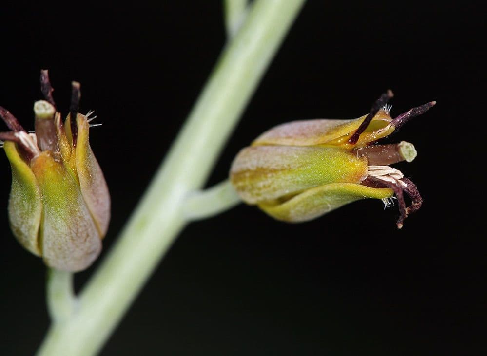 Streptanthus 2