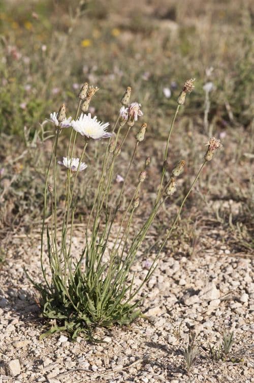 Pinaropappus roseus 11