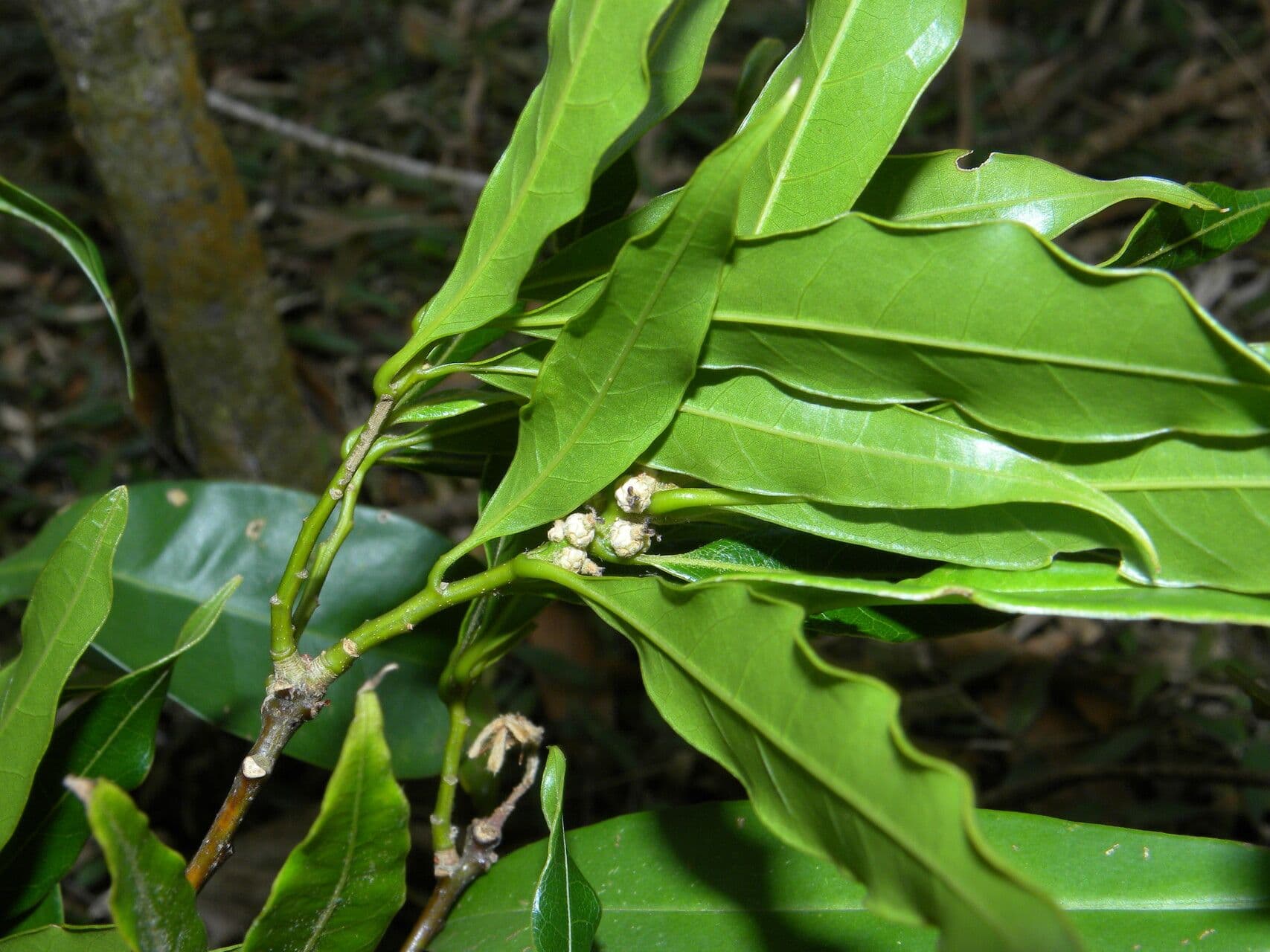 Quercia 11