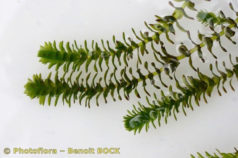 Elodea de Canadá