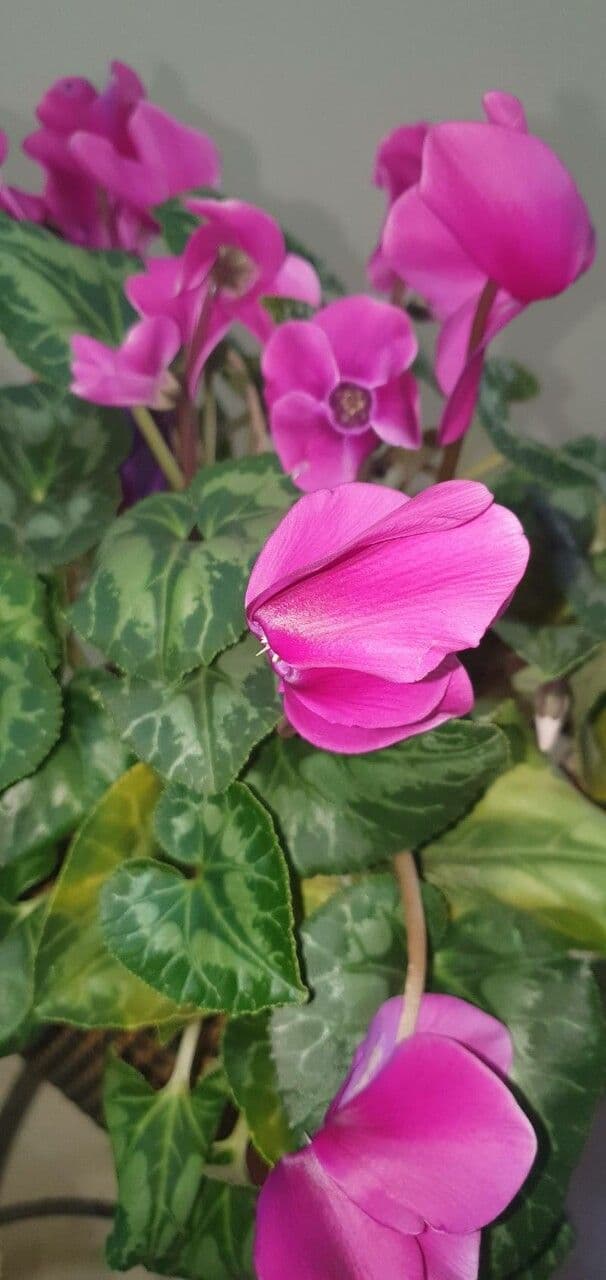 Ciclamino primaverile 26