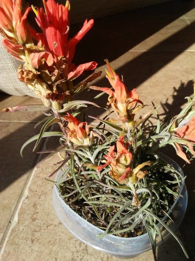 Penstemon-Penstemon 14