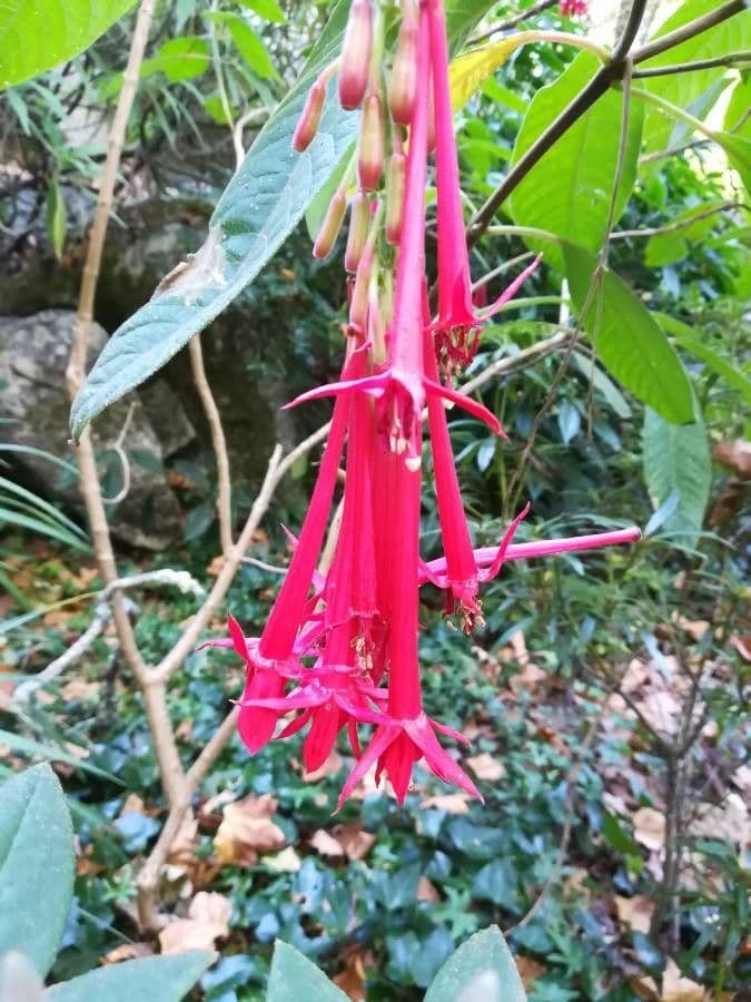 Fuchsien 21