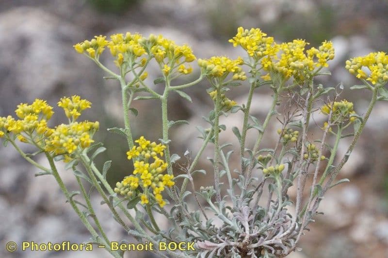 Alyssum serpyllifolium 17