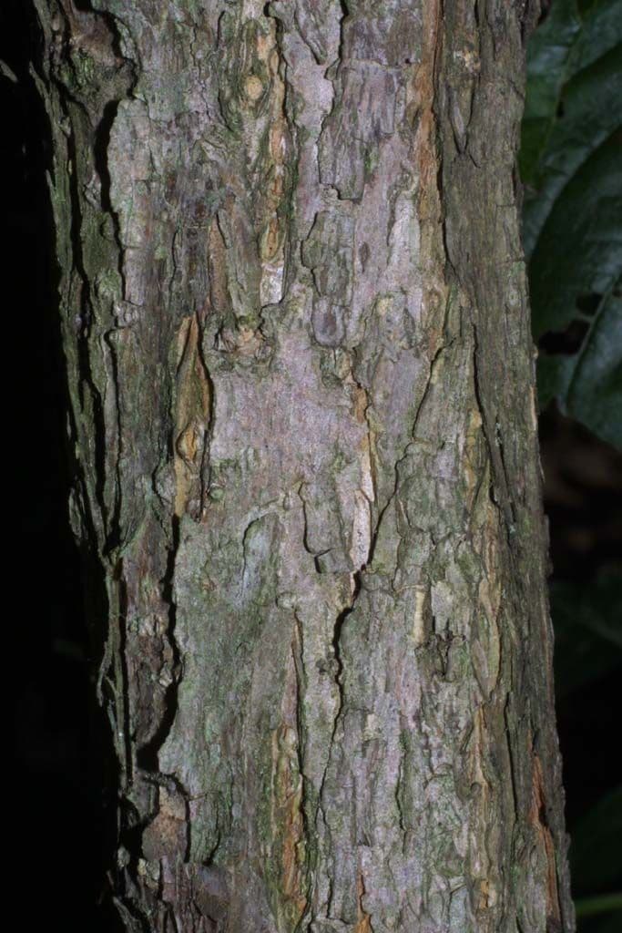Cefalanto 22