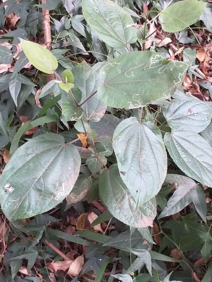Phaulopsis imbricata 3