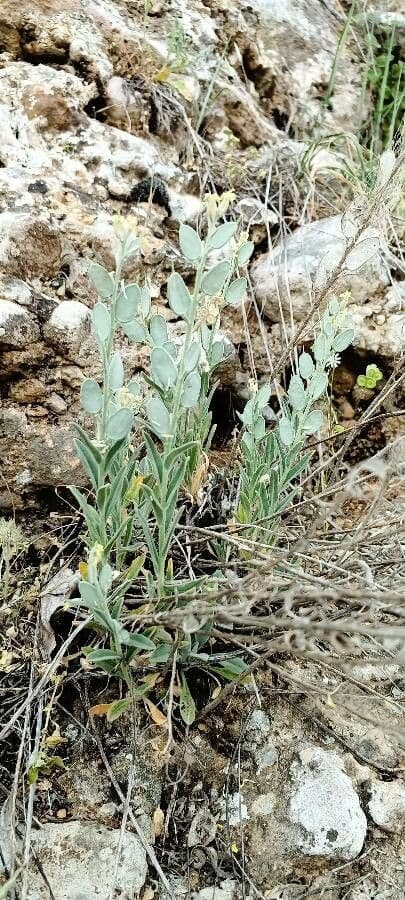 Fibigia clypeata 23