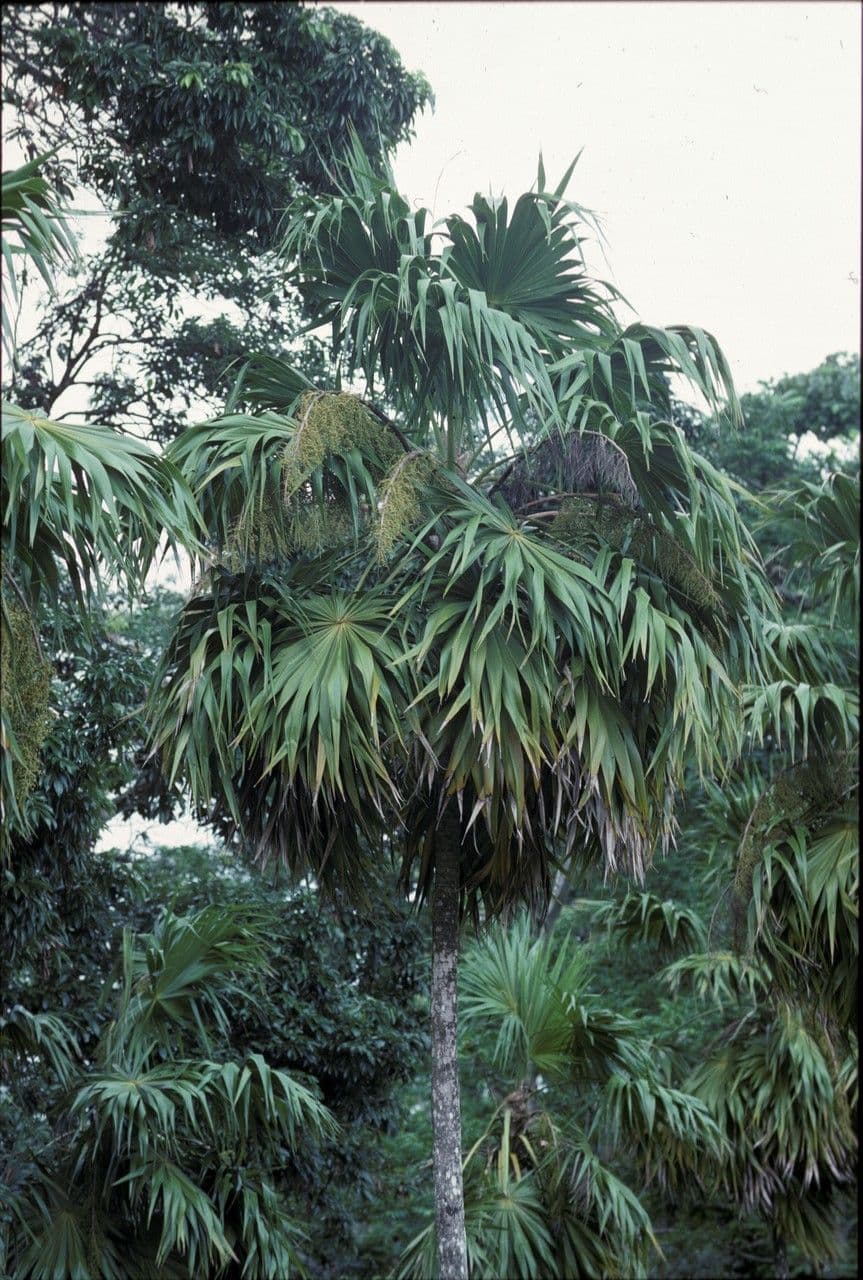 Thrinax