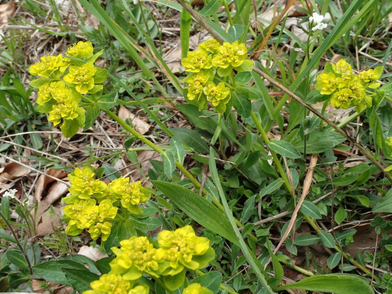 Euforbia bionda 30