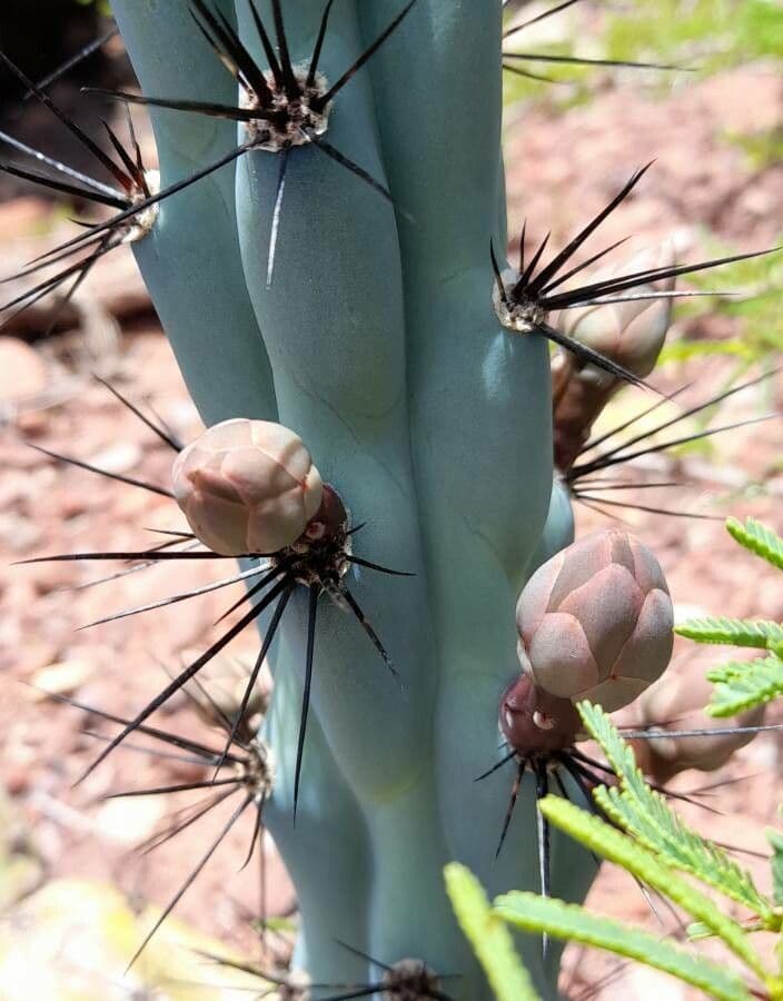 Cereus 16