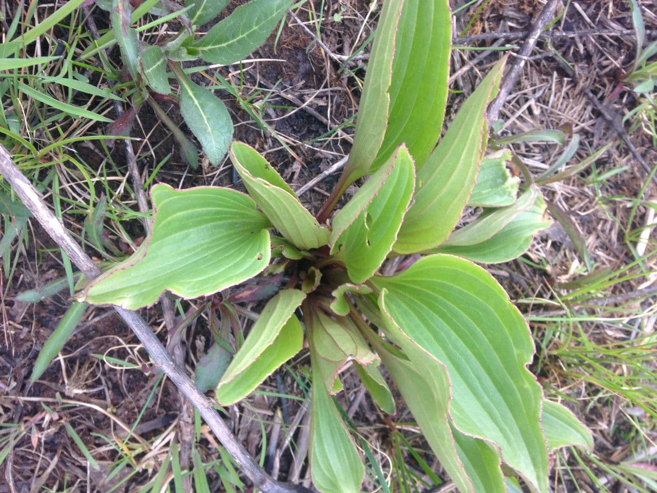 Arnoglossum plantagineum 12